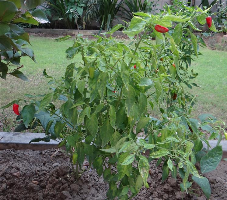 Capsicum annuam